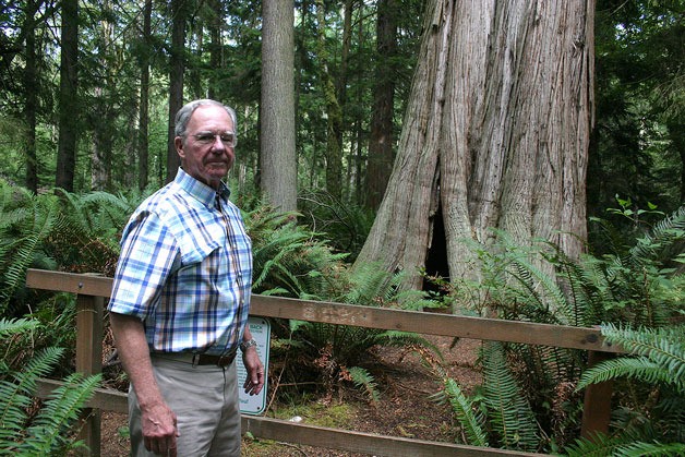 Fletcher Davis of Friends of South Whidbey State Park poses for a picture by the park’s famous ancient cedar.