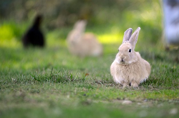 A rabbit casts a watchful eye at the Island County Fairgrounds Thursday.