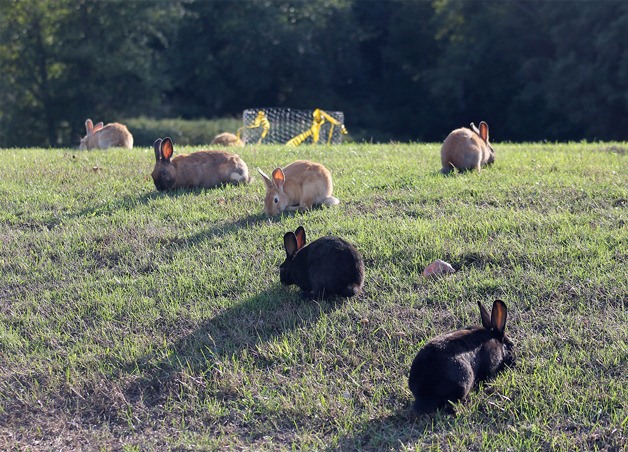 Rabbits have wreaked havoc by digging holes on the middle school athletic fields.