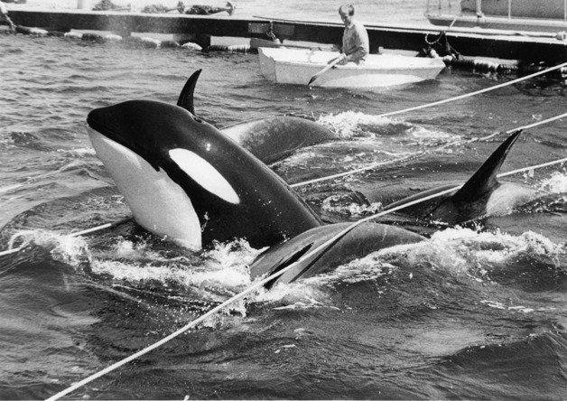 Orcas are corralled during the famous Penn Cove round up in 1970. Whale advocates hope a recent decision by federal regulators will pave the way for the release of endangered species in captivity