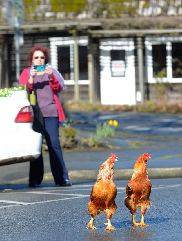 Langley resident Cindy Mason takes a picture of two chickens crossing Anthes Avenue. A roost of at least eight moved into Langley last week.