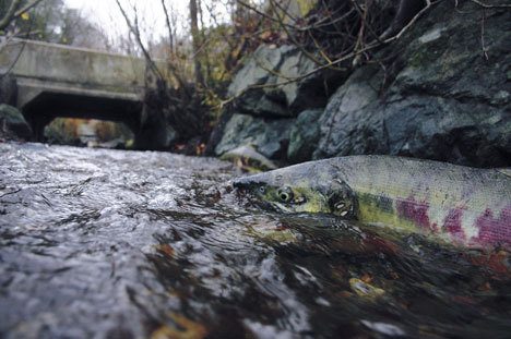 A chum salmon swims in Glendale Creek on Monday as county crews continue work further upstream along Glendale Road.