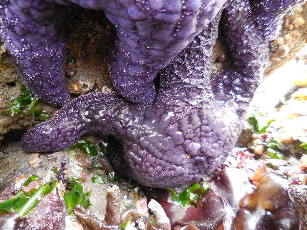 A sea star wastes away because of a disease that drastically decreased populations along the West Coast