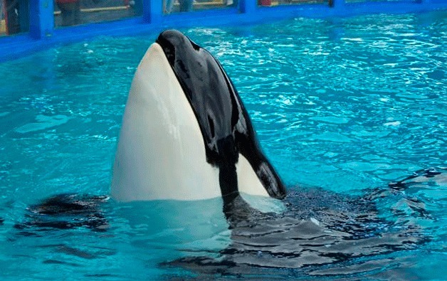 Lolita the orca performs at the Miami Seaquarium. Whale watchers say her health may be in jeopardy.