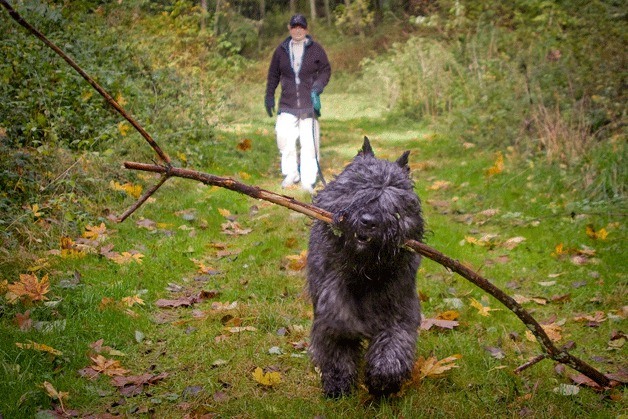 Truffle-hunting canine Hawkeye leads the way on a walk in the woods with his owner