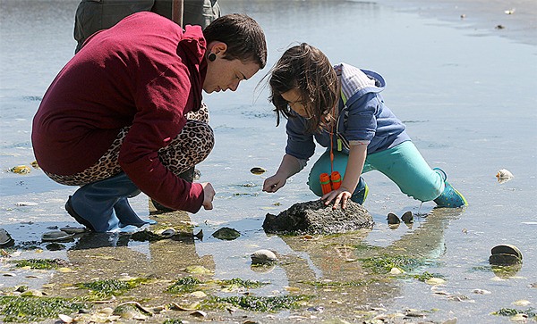 Sara Martin and her daughter Lucy Helms examine marine life while clamming Sunday at Scatchet Head beach.