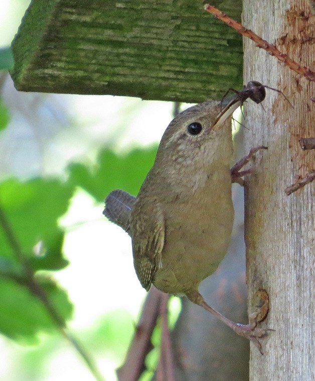 Above: A house wren enjoys a spider snack while perched on a post. Below: A black capped chickadee peeks out of a birdhouse.
