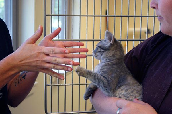 New WAIF program aims to snip feral cat population | South Whidbey Record