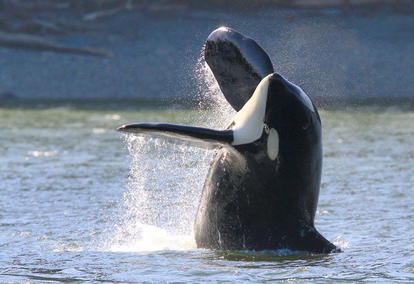 Southern Resident orcas made repeated appearances in Holmes Harbor and Saratoga Passage this weekend