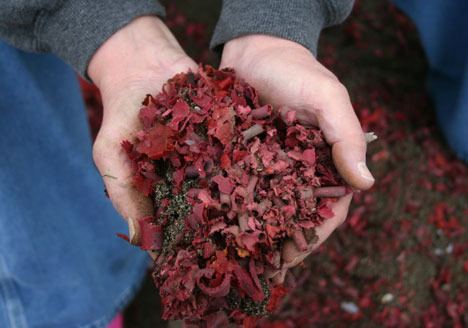 Cheryl May holds shreds of fireworks she picked up on Double Bluff Beach.