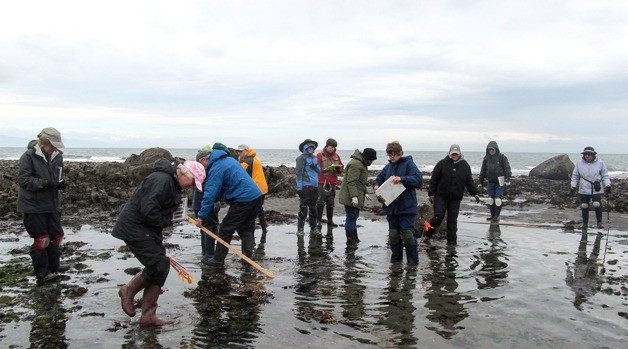 The Island County Beach Watchers are breaking free from Washington State University Extension