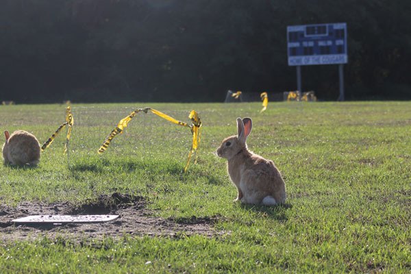 A bunny perks its head up next to a fenced off hole at Langley Middle School’s football field on Tuesday.