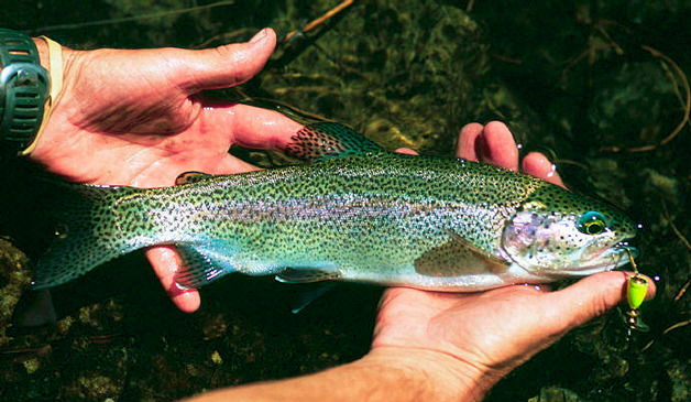 A rainbow trout like this is up for the taking during a free weekend of fishing.