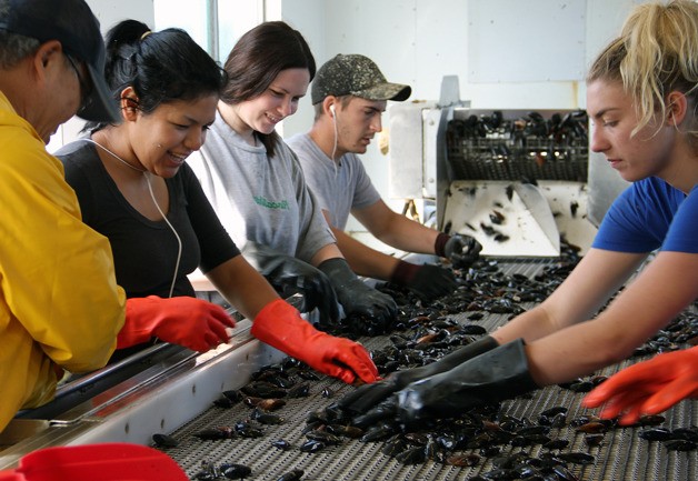 Penn Cove Shellfish employees (left to right) Renato Castillo