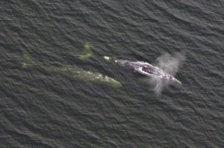 Langley aerial photographer Veronica von Allworden snapped these gray whales swimming recently in Saratoga Passage off Langley.