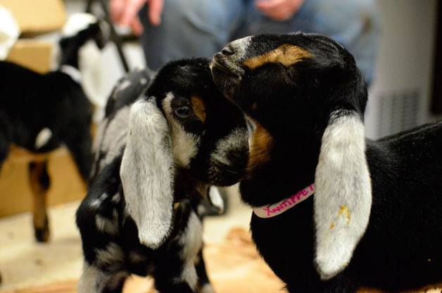 A Nubian mini-goat from Little Brown Farm in Freeland gives his sibling an affectionate rub. The public will be allowed to bottle feed the little ones beginning April 1.