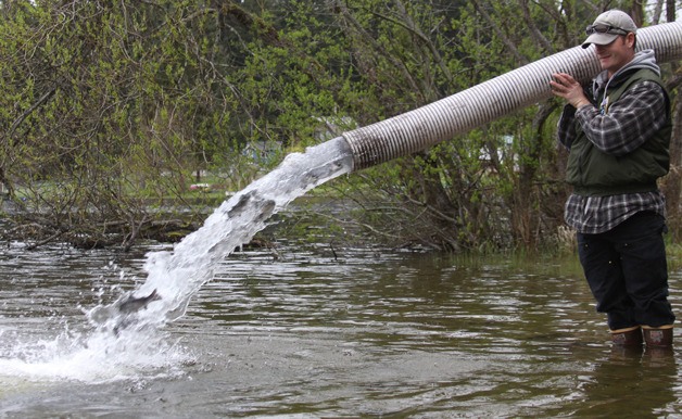 State fish hatchery specialist Will Irwin holds his ground while rainbow trout dump into Deer Lake in Clinton on April 18. The Department of Fish and Wildlife stocked 4