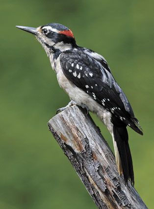A juvenile male hairy woodpecker perches on a tree stump.