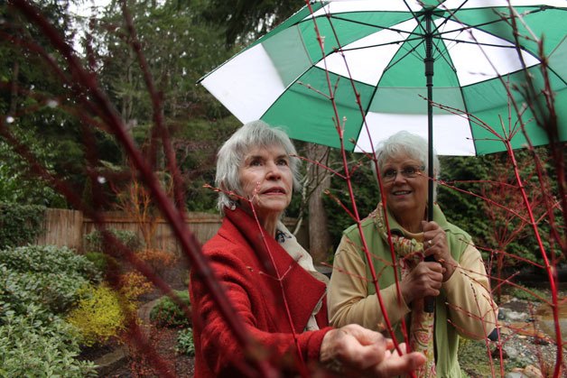 Yvette Lantz inspects a coral bark maple in her friend Christine Johnson’s back yard in Langley. Both women are officers in the South Whidbey Garden Club