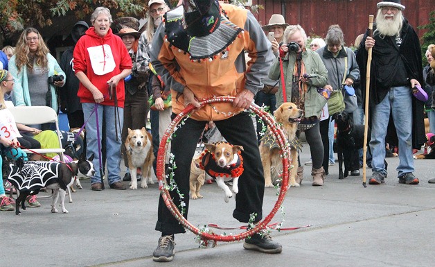 Coupeville resident Leah Hartley holds a hula hoop as her rat terrier Spinaker Gale hops through it during the 10th annual Mutt Strut on Saturday at Bayview Corner.