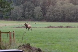 An image from a video clip shot in October of the bull elk on North Whidbey.