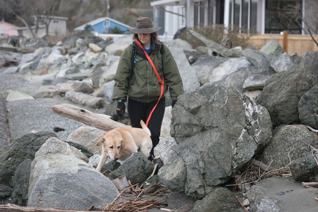 Christine Bunn of Snohomish County Volunteer Search and Rescue watches closely as her yellow Labrador retriever Springfield sniffs for human remains on Maxwelton Beach on Friday morning.