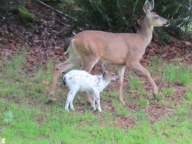 Kim Jordan and a neighbor on Cultus Bay Road have seen this unusual fawn the last couple of weeks