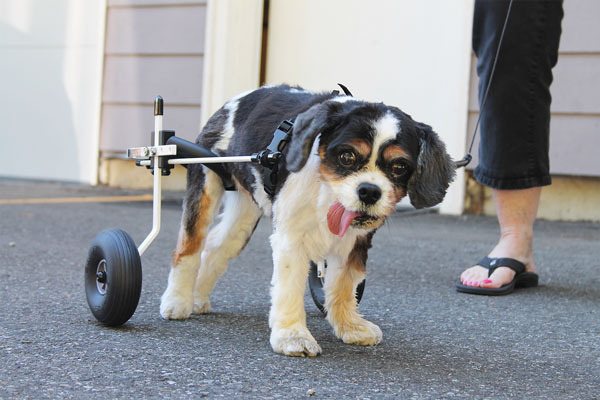Thirteen-year-old Cavalier King Charles Spaniel Roxy tries on her new wheelchair at K9 Carts.