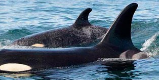 A73 Springer and her calf.