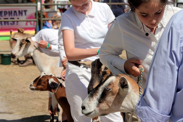 Goats are inspected during the first day of the Whidbey Island Fair
