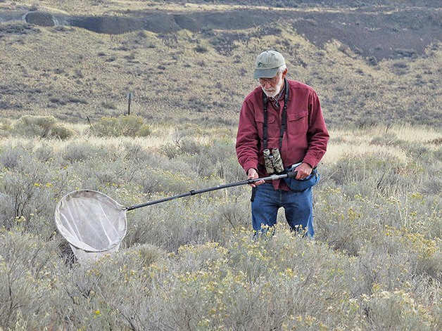 Shorebird and dragonfly expert Dennis Paulson will speak to the Whidbey Audubon Society next month about great blue herons.