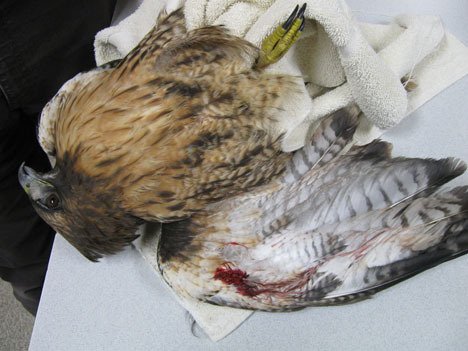This red-tailed hawk lies wounded with birdshot in its wing at Useless Bay Animal Clinic in Freeland. It was one of two hawks that had to be euthanized after being shot.