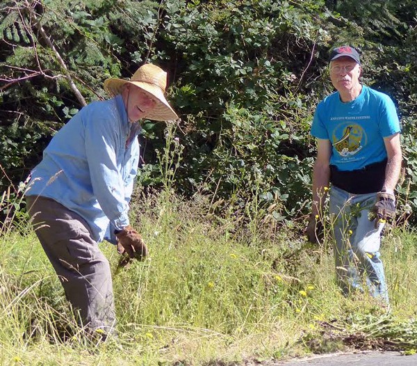 Volunteers Tom Cahill and Ted Ravetz of the Whidbey Camano Land Trust remove tansy ragwort at the Trillium Community Forest.