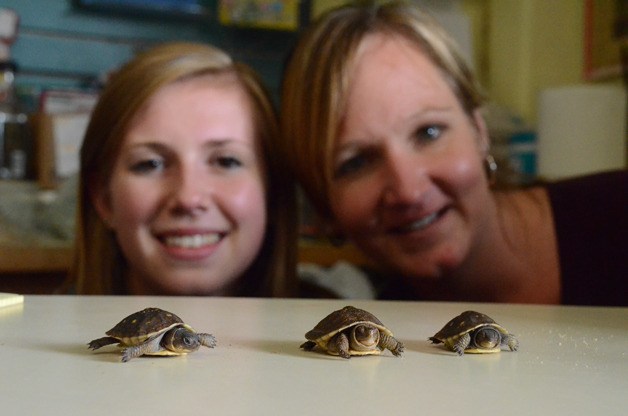 Jessica Dunn and Debbie Wilkie pose for a picture with three turtles at Critters & Co. Pet Center in Clinton. The turtles are similar to the three tortoises that were stolen from the pet shop late last month.