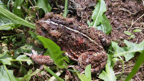 The Western Toad is a point of contention between an environmental advocacy group and Island County.