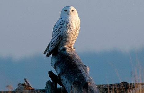 A Snowy Owl is perched at Crocket Lake.