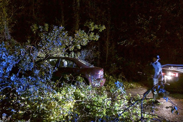 A car crashed into a fallen tree that blocked both lanes of Woodard Avenue in Freeland on Friday evening. Nobody was injured.