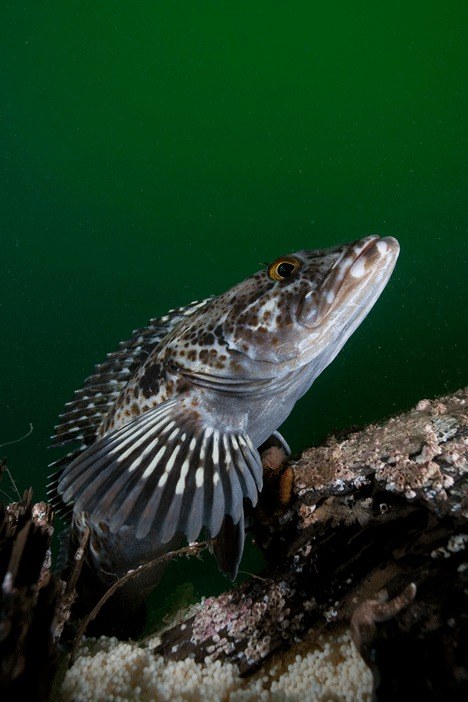 A male lingcod lives in an old wreck in 87 feet of water off Possession Point. Here