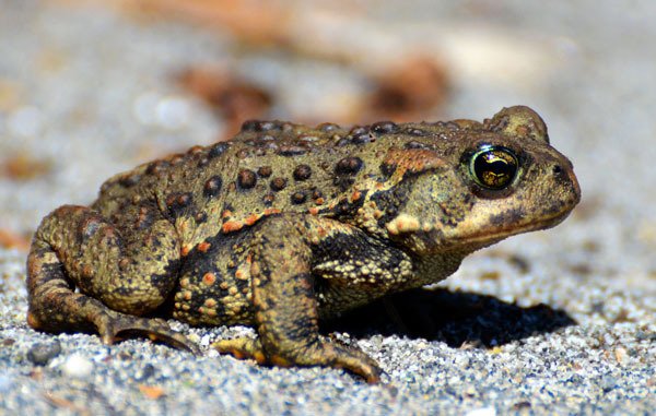 A state board recently found the county's comprehensive plan is out of compliance with state rules regarding habitat protection of the western toad.