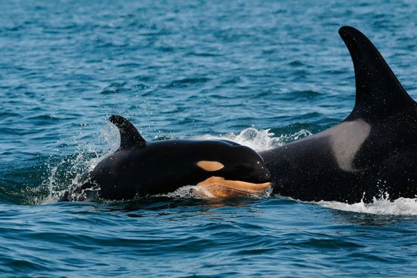 One- or two-day-old L122 swims with mom
