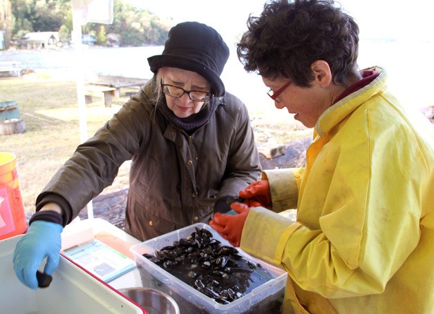 Washington State University Island County Extension Beach Watchers volunteers  Margaret Elphick and Cheryl Lowe help prepare mussels for placement in Washington’s waters. A study to be conducted by the Washington Department of Fish and Wildlife will allow scientists to determine the extent and magnitude of near-shore contamination.