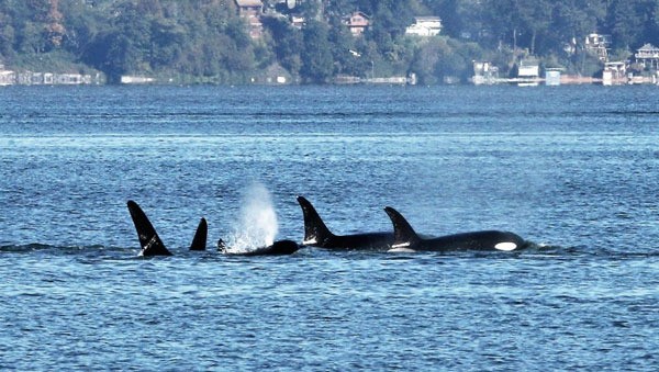 Southern Resident orcas (J and K pods) swim through Saratoga Passage on Oct. 11 just offshore of Langley.