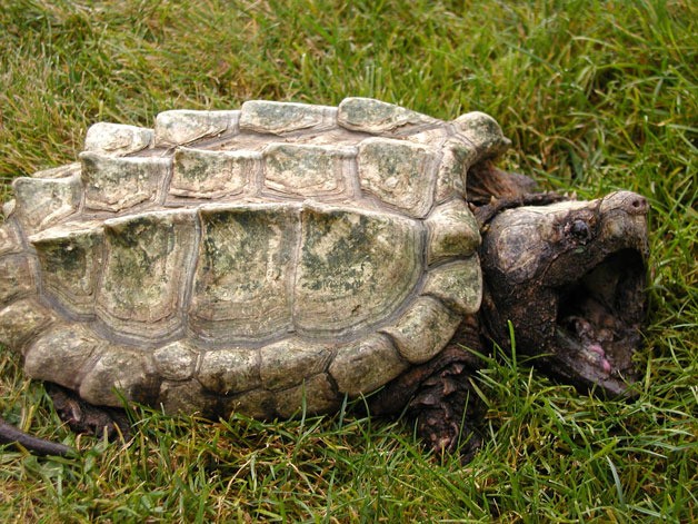 “Whidbey” the alligator snapping turtle was found last week south of Bayview.
