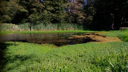 This recent photo is of the storm water pond before it was pumped.