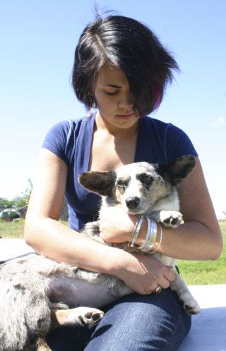 Celia Procopio and her family Cardigan Welsh Corgi