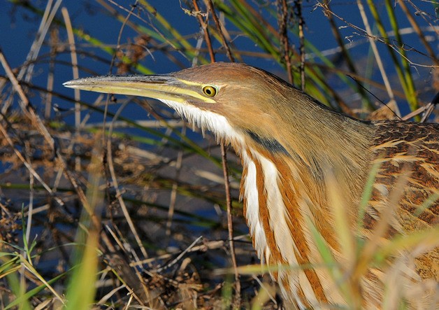 An American bittern peeks out from the brush.