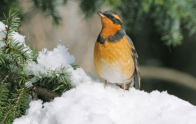The varied thrush is one of numerous types of birds Whidbey Islanders will count in December.