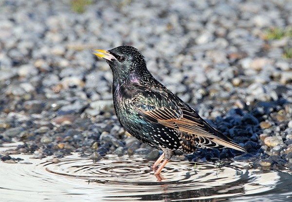 A European starling takes a quick dip.