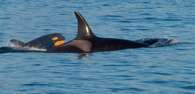 This baby orca whale