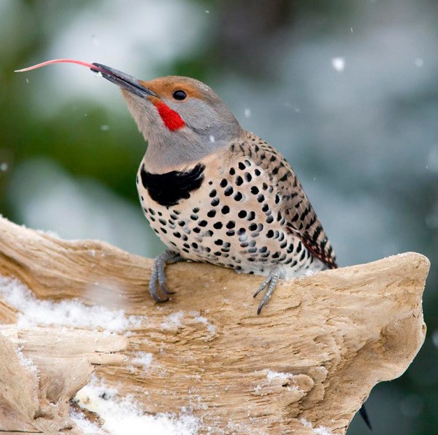 Photographer Paul Bannick will discuss woodpeckers with the Whidbey Audubon Society on Thursday.